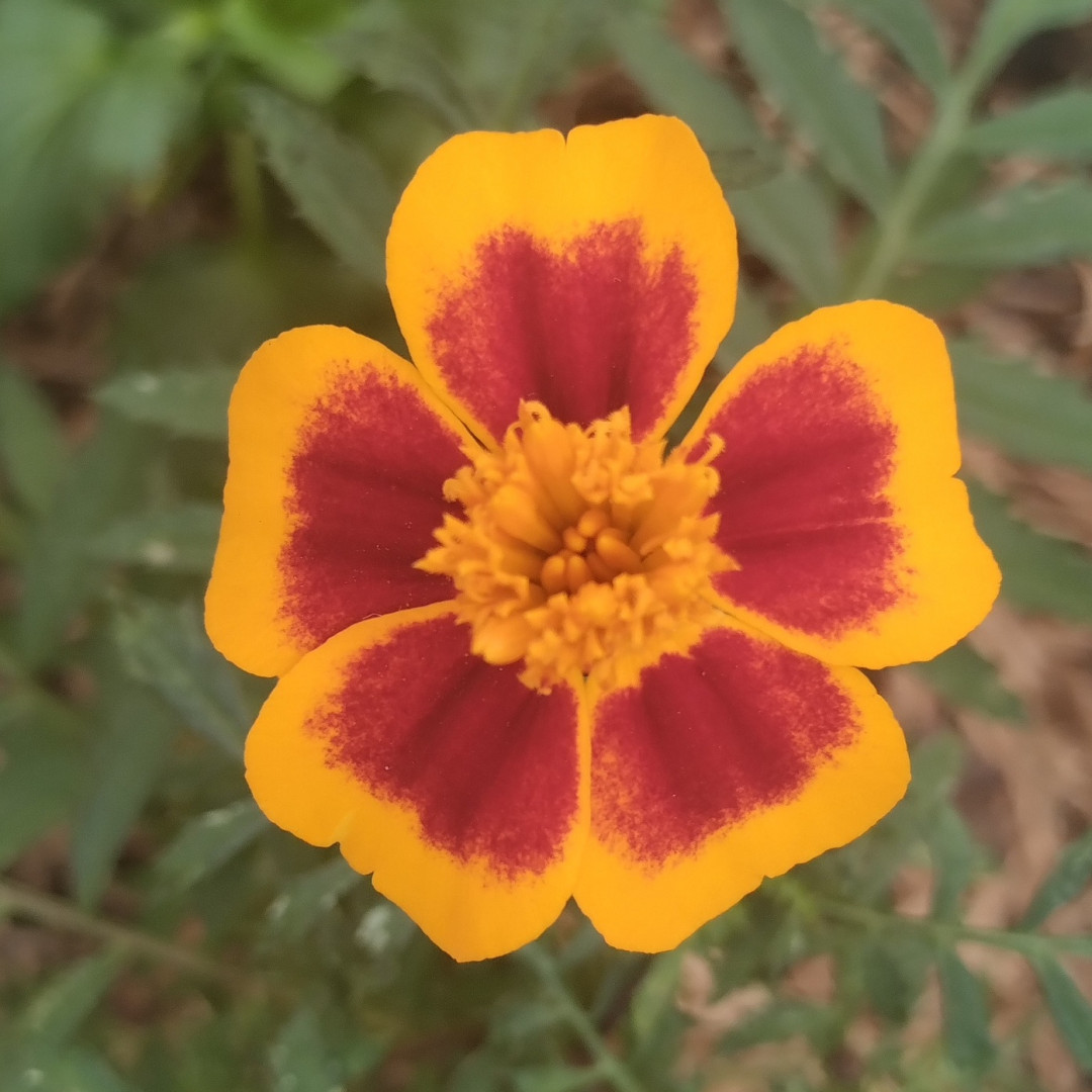 Tagete Marieta Flor Comestível Bem Brotos - Cx 10 un