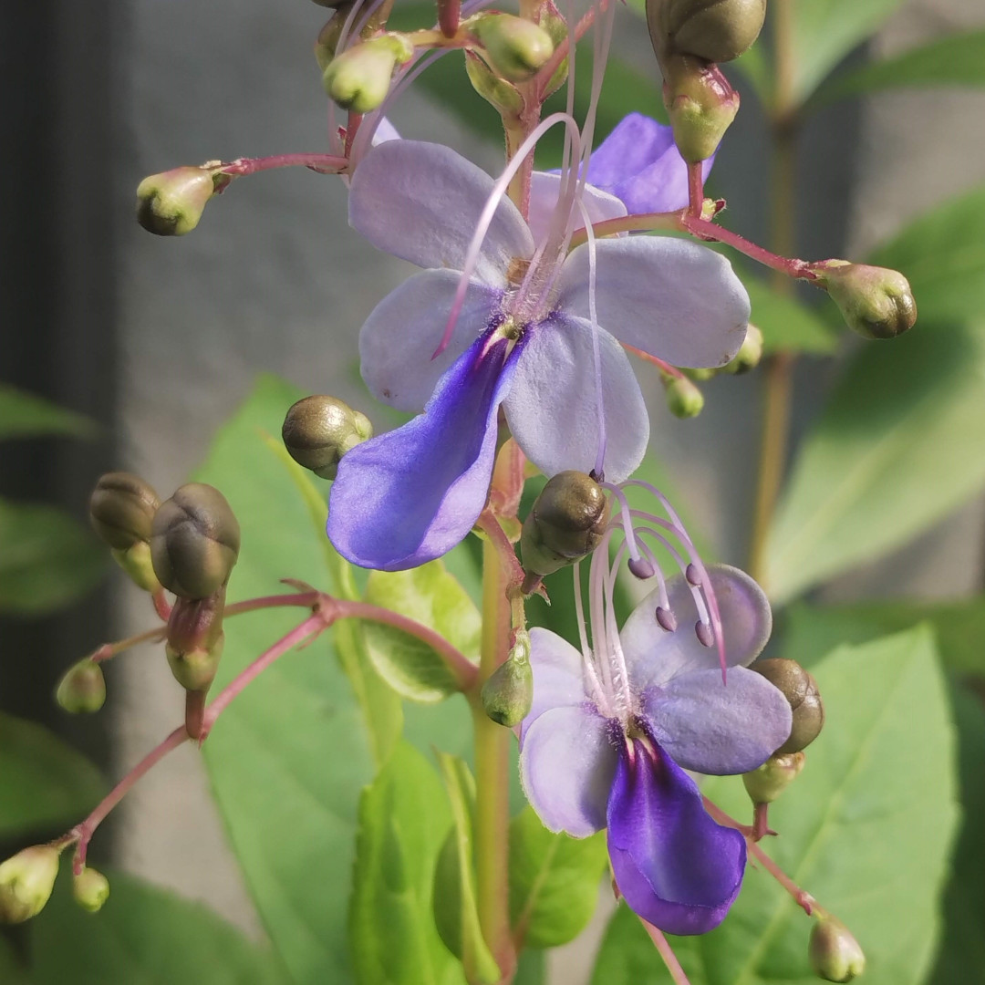 Flor Borboleta Comestível Bem Brotos - Cx 10 un
