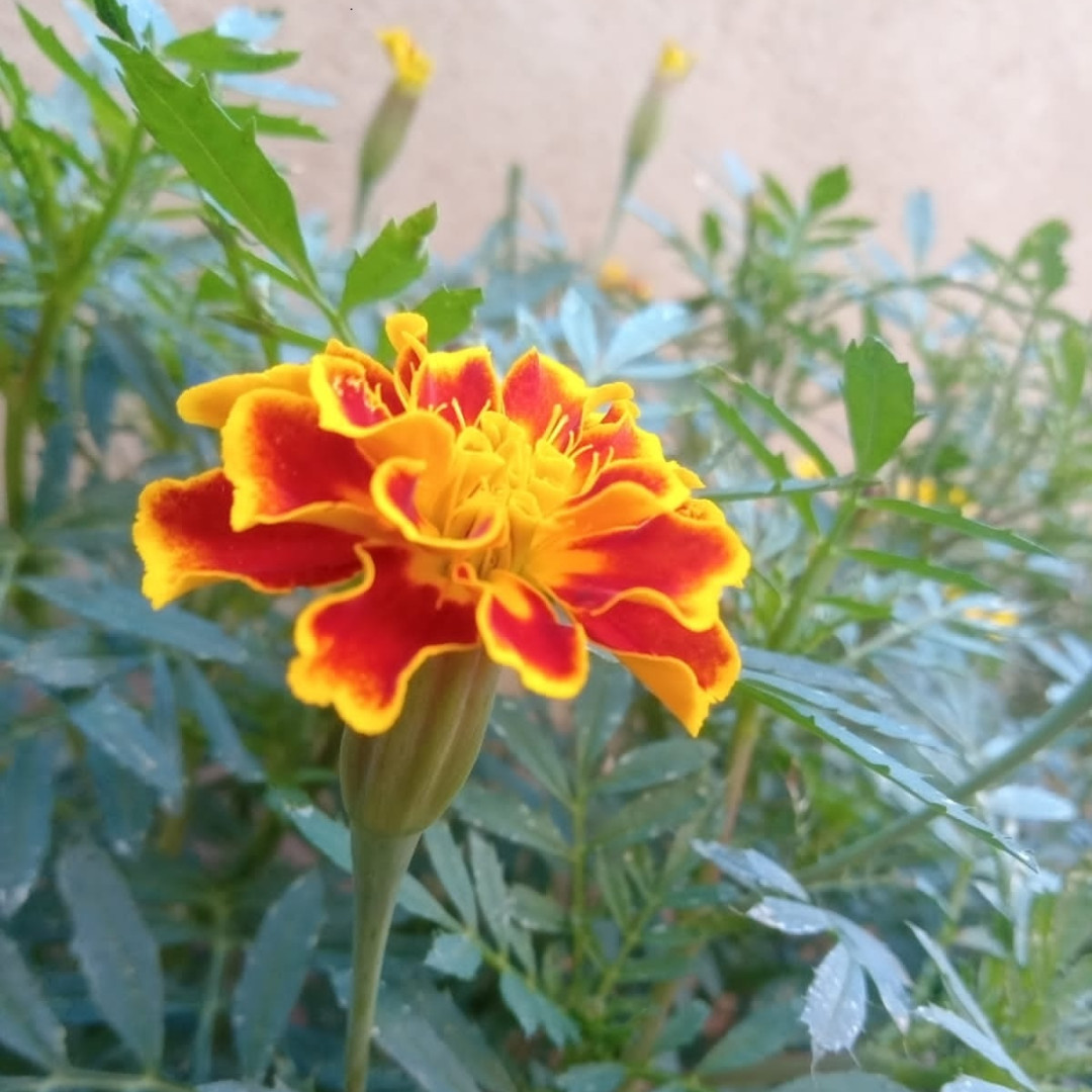 Flor Tagete Comestível Bem Brotos - Cx 10 un