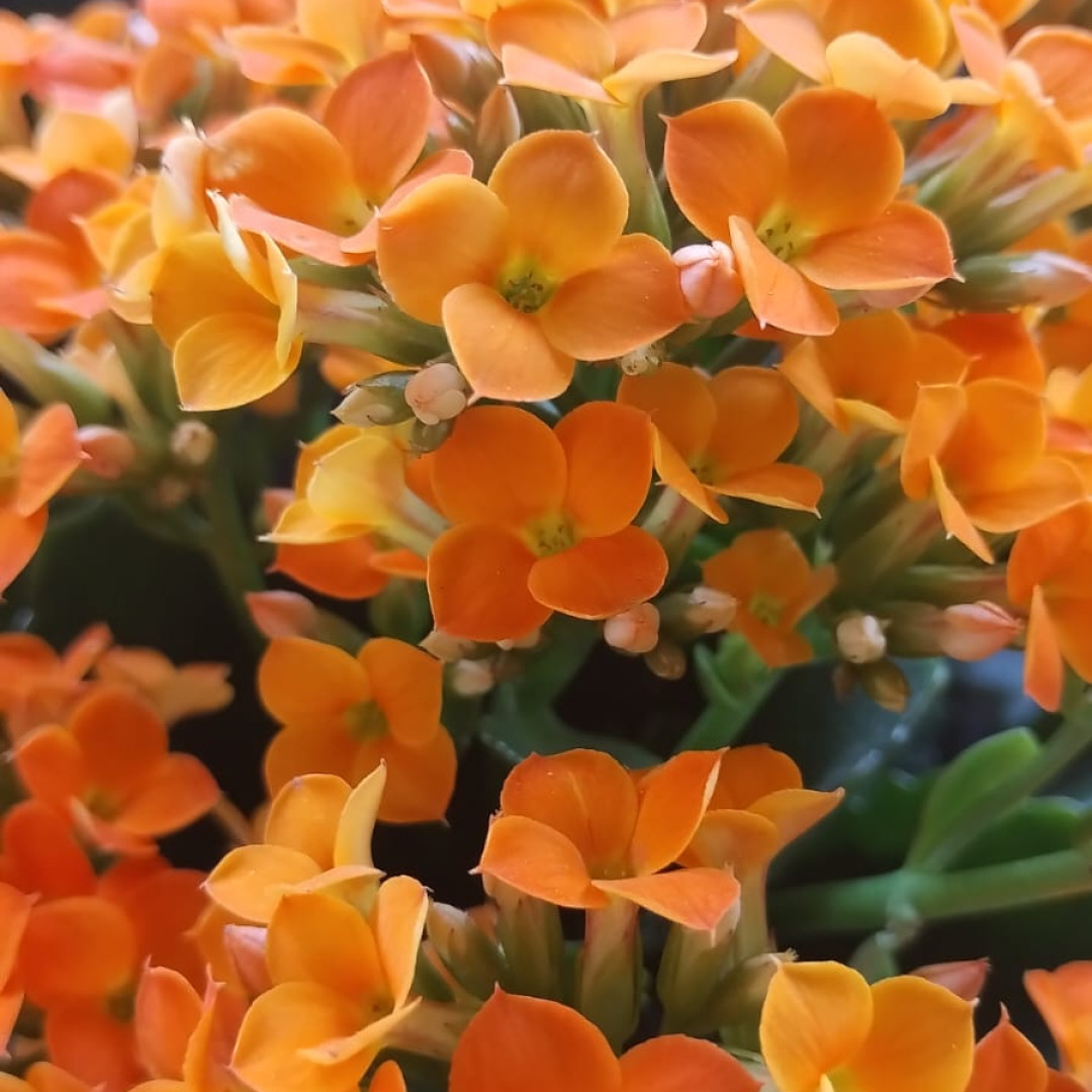 Flor Calanchoe Comestível Bem Brotos- 15  un