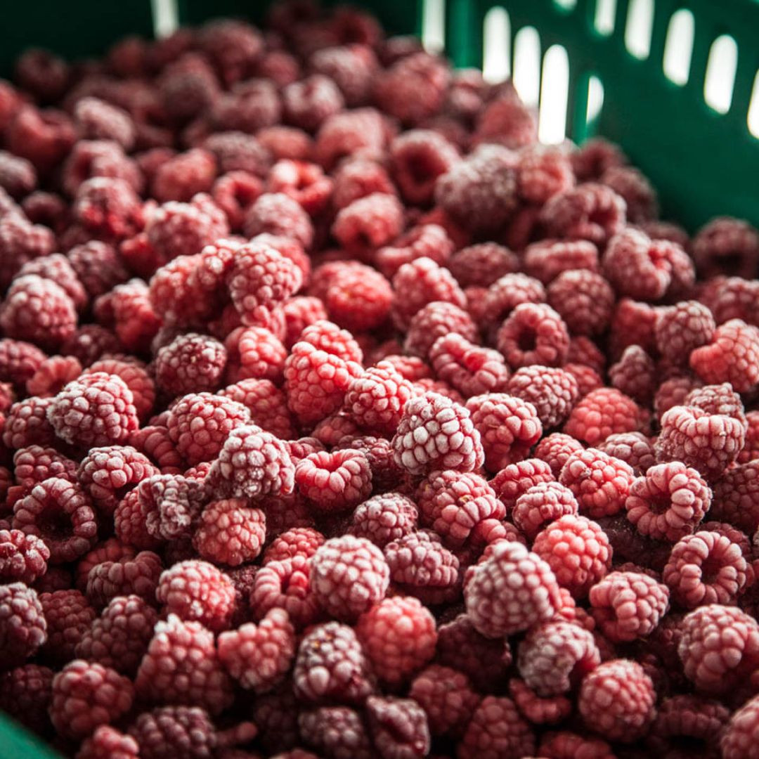 Framboesas Sítio Juranda - 10kg (20 un de 500g)