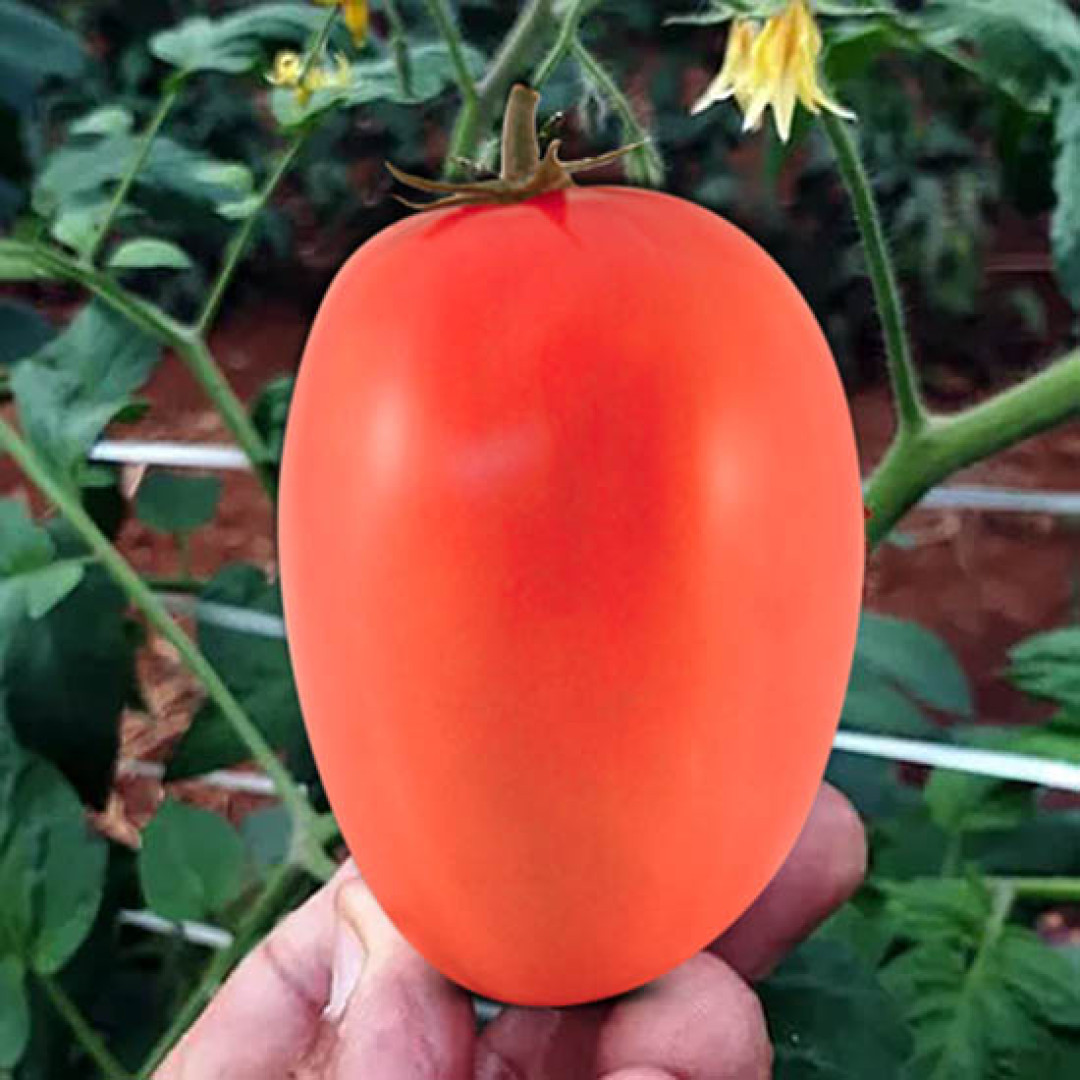 Tomate Andrea Família Freitas - 500g