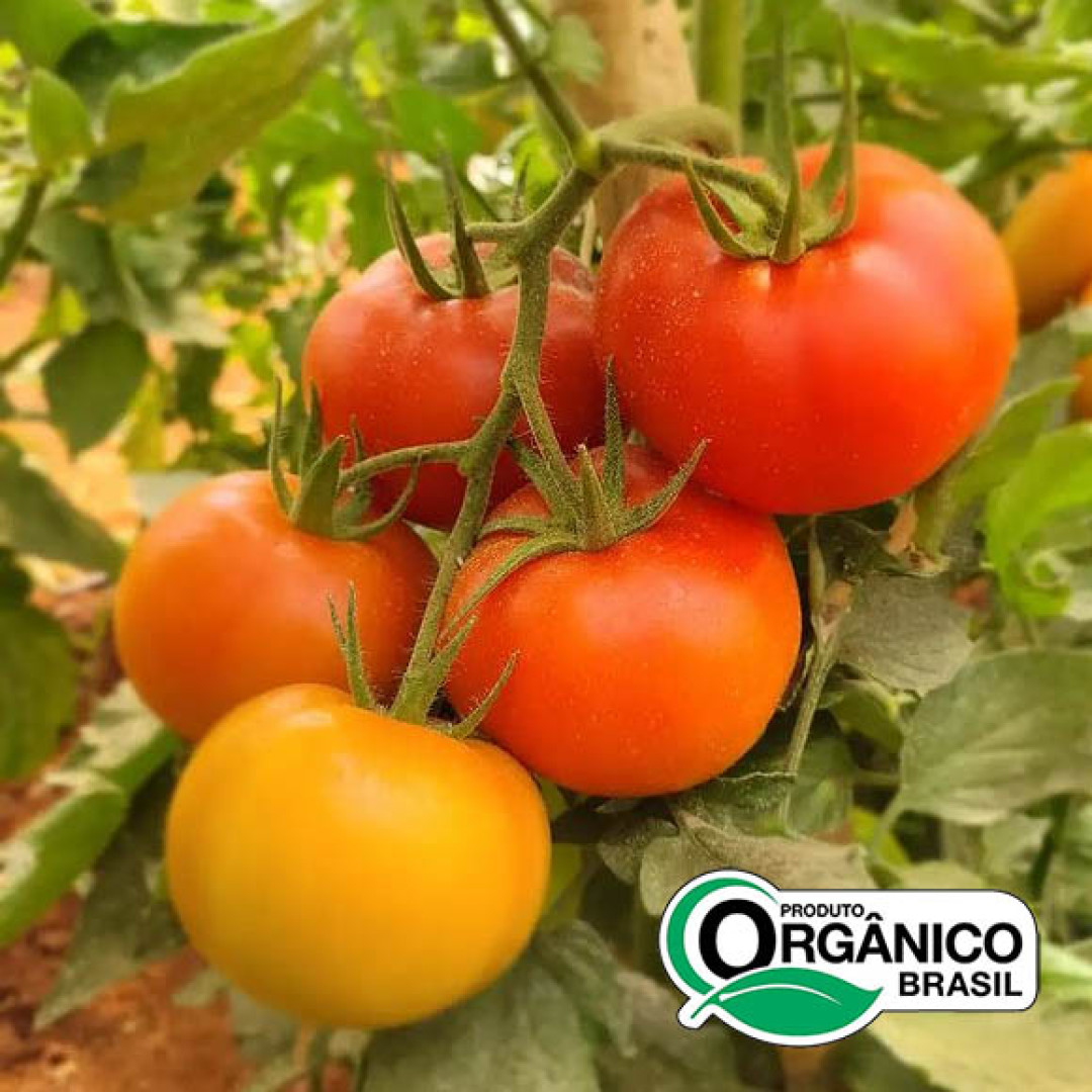 Tomate Salada Orgânicos de Minas - 2,5kg (5un x 500g)