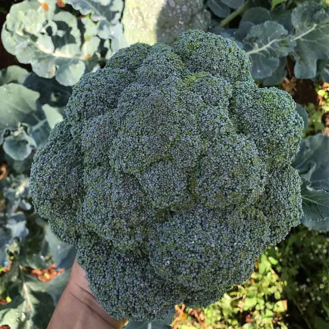 Brócolis Ninja Verduras Diniz - 10un