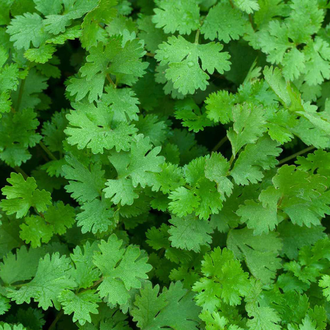 Coentro Verduras Diniz - 10 molhos
