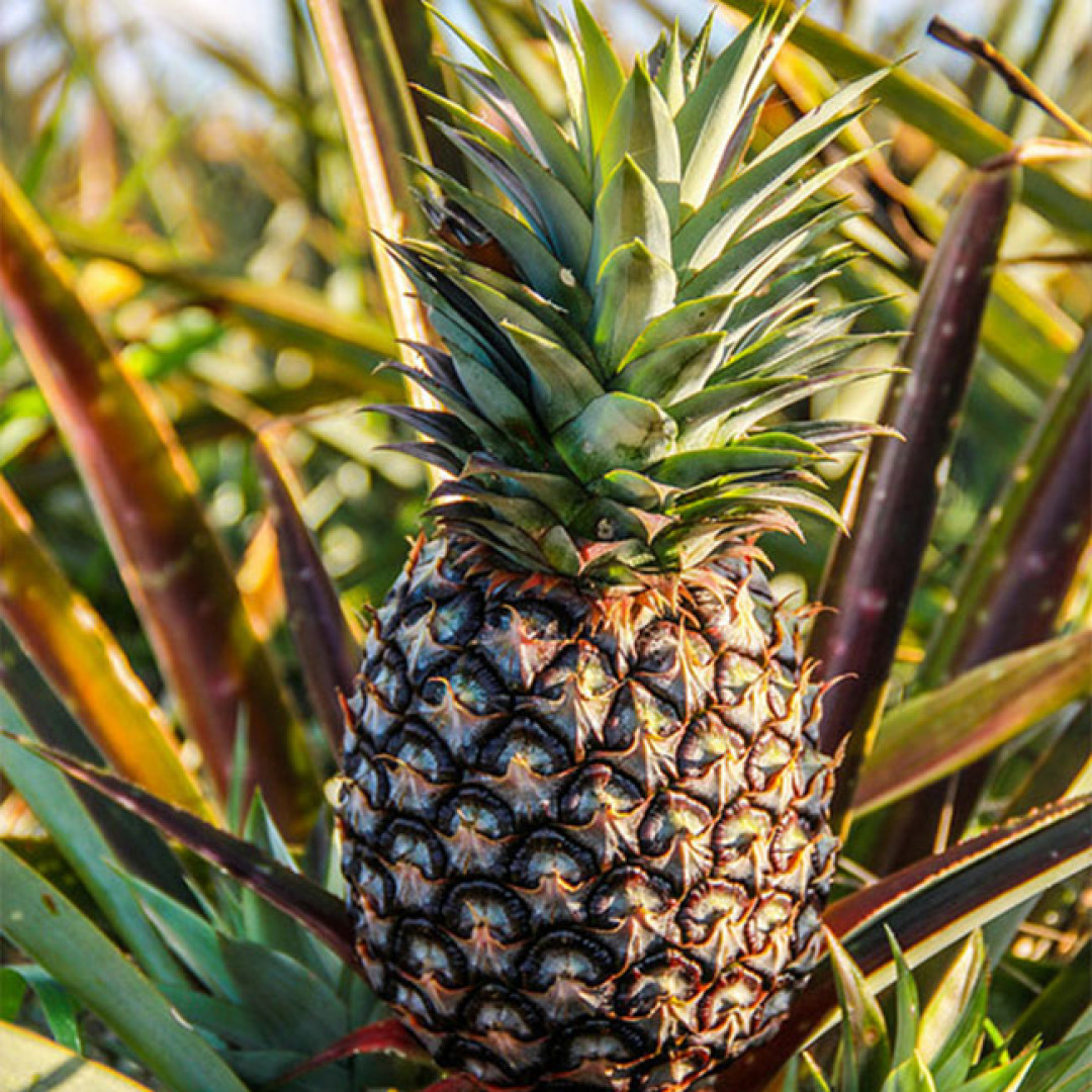 Abacaxi Verduras Diniz - 01 un