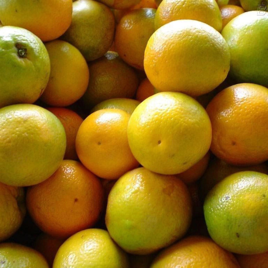 Laranja pera rio Verduras  Diniz - kg