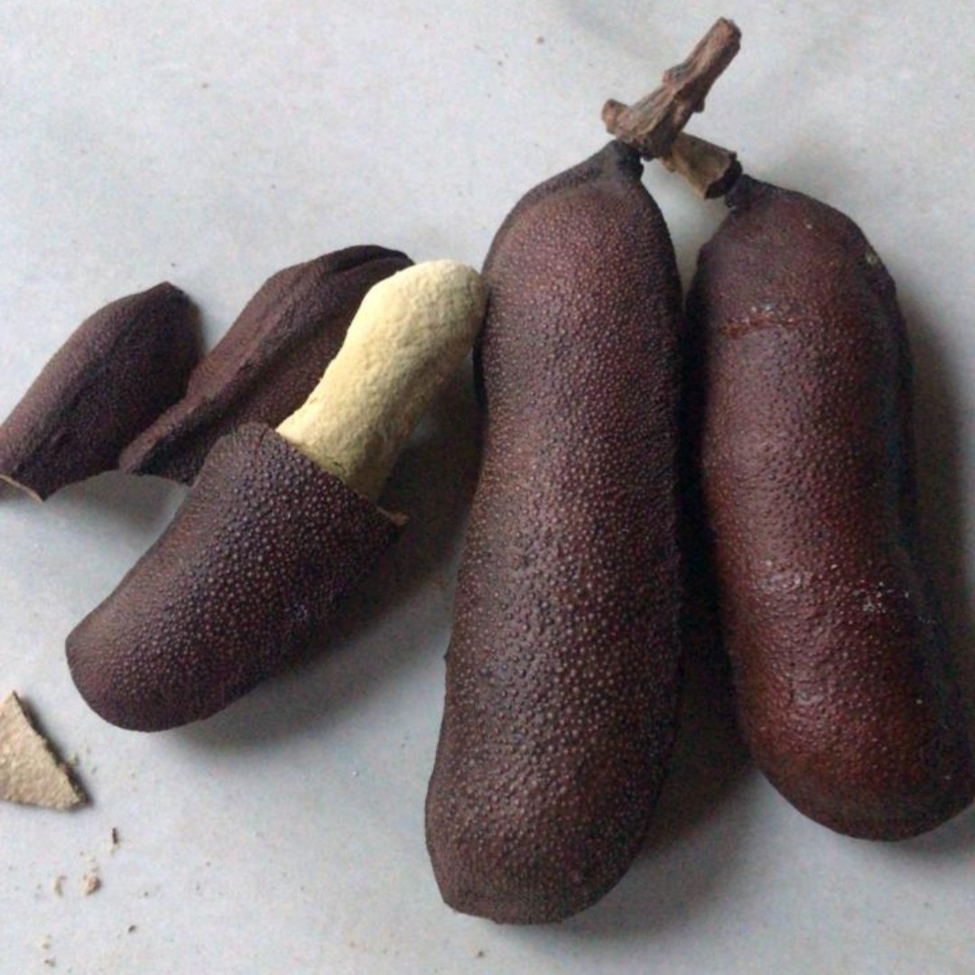 Jatobá Fruto 100% Natural do Norte de Minas Gerais - Caseiros da Roça - 700g