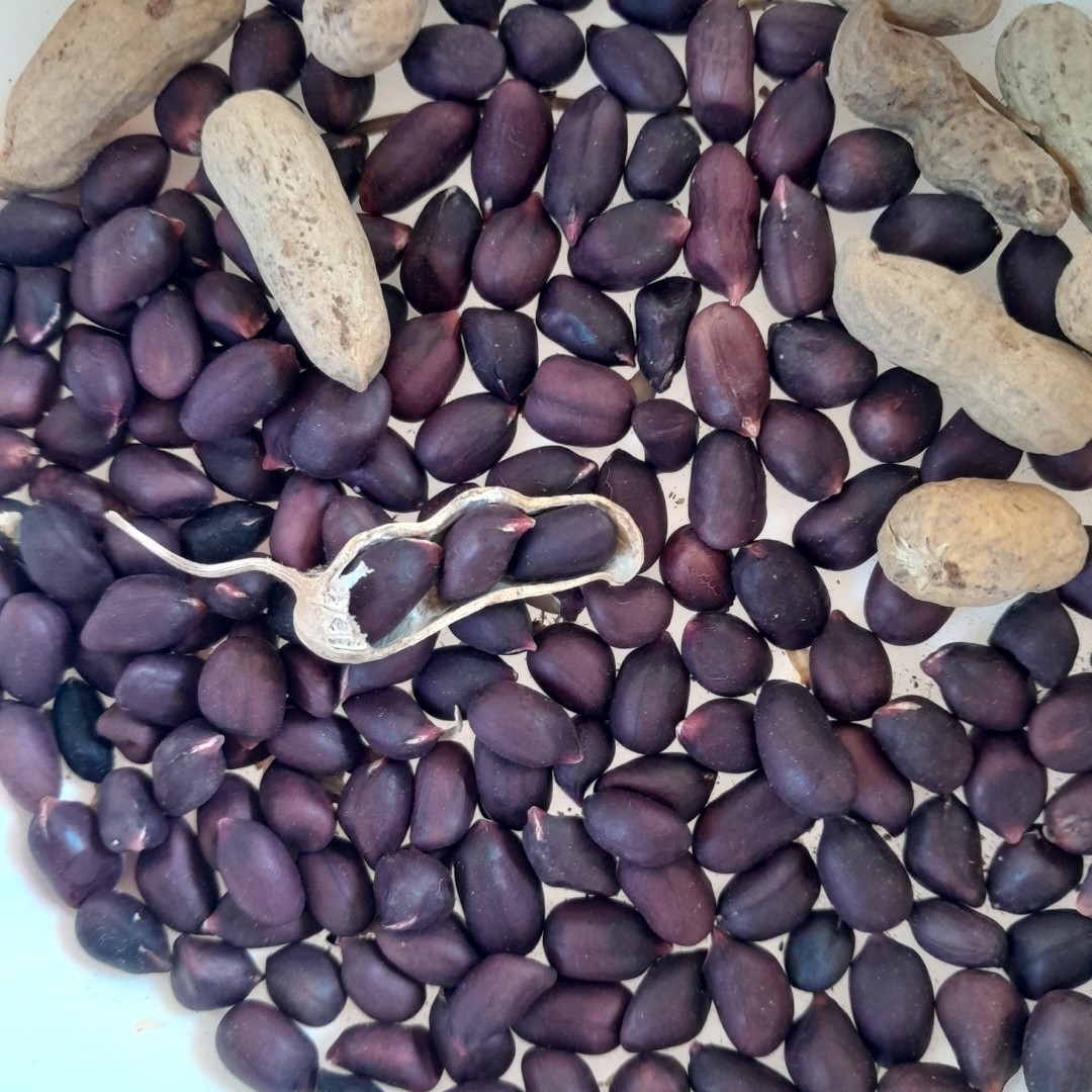 100 Sementes de Amendoim Preto Natural para Plantio do Norte de Minas Gerais