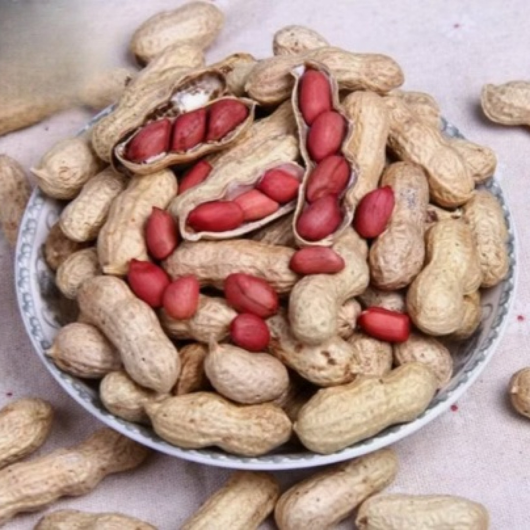 150 Sementes de Amendoim Vermelho Natural para Plantio do Norte de Minas Gerais