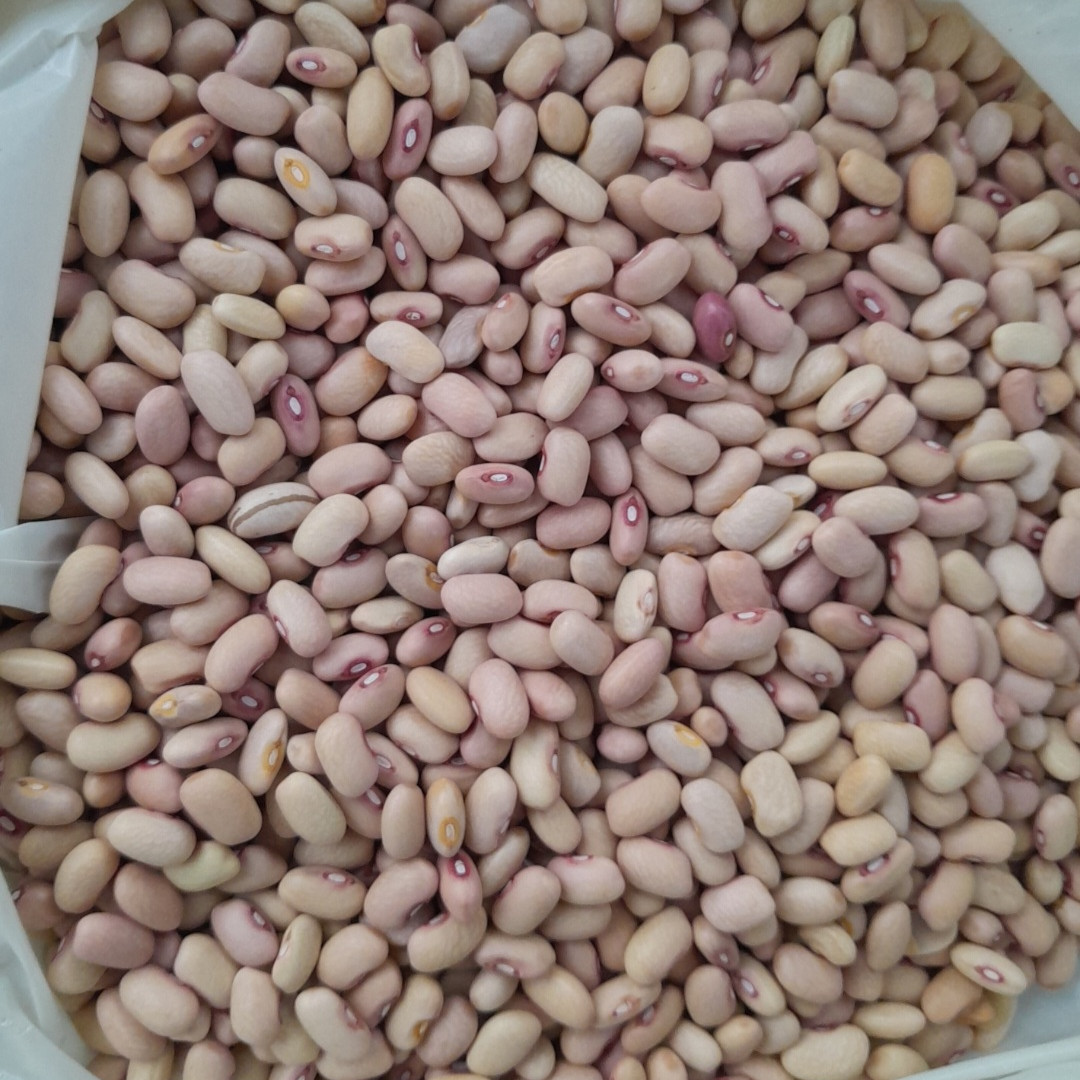 Feijão Rosinha do Norte de Minas - Caseiros da Roça - 500g