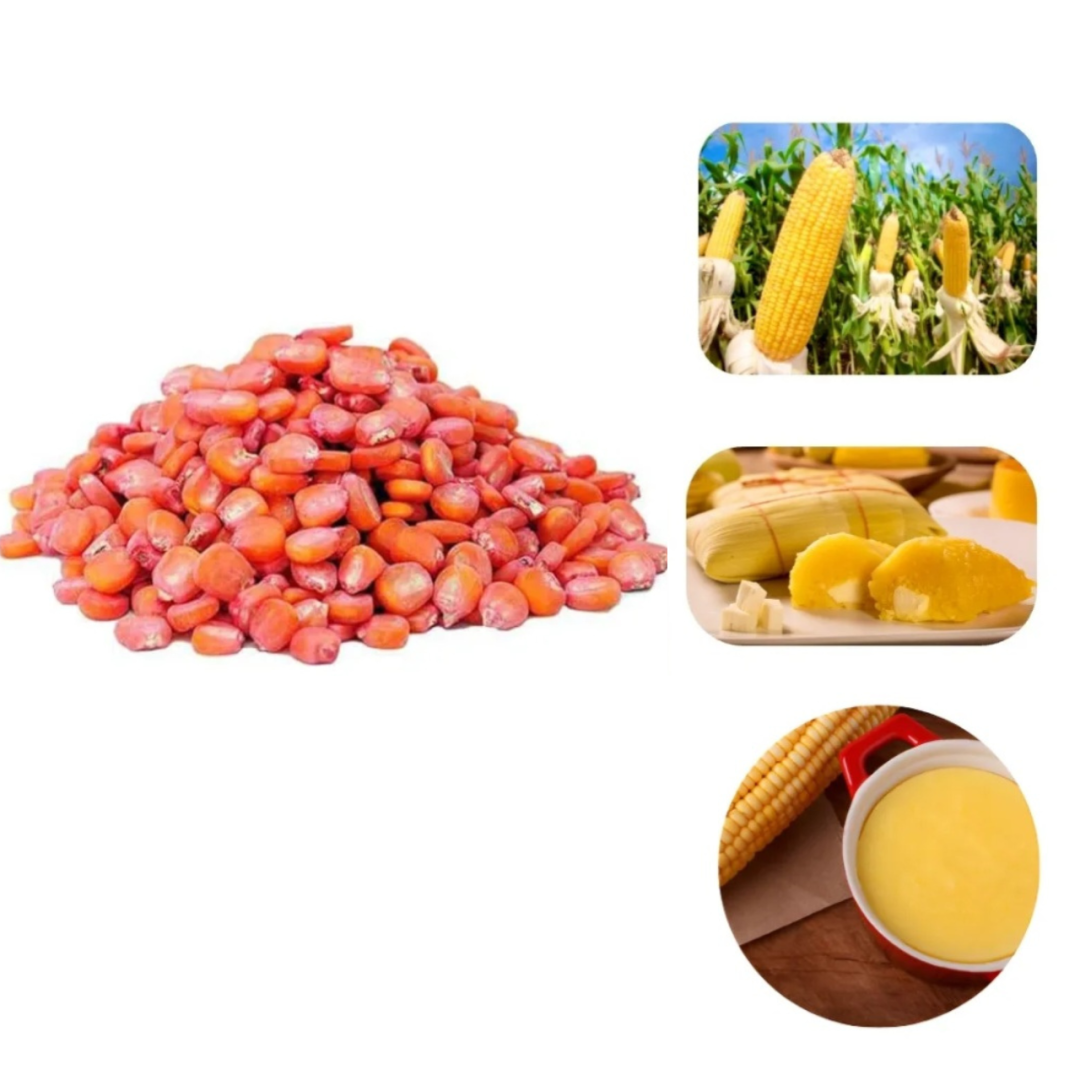 Milho Híbrido Doce Pamonha Espiga Grande para Plantio Caseiros da Roça - 100g