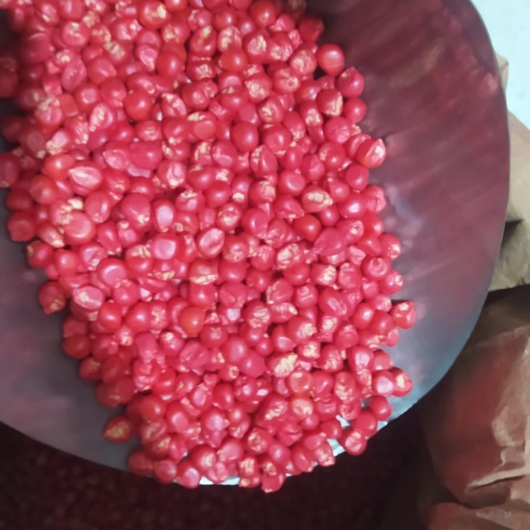 Milho Híbrido para Plantio Caseiros da Roça - 1kg