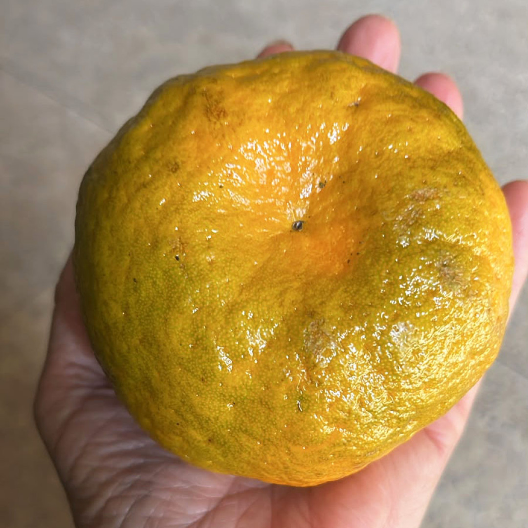 Mexerica Ponkan Sítio Grota do Paiol - 18Kg