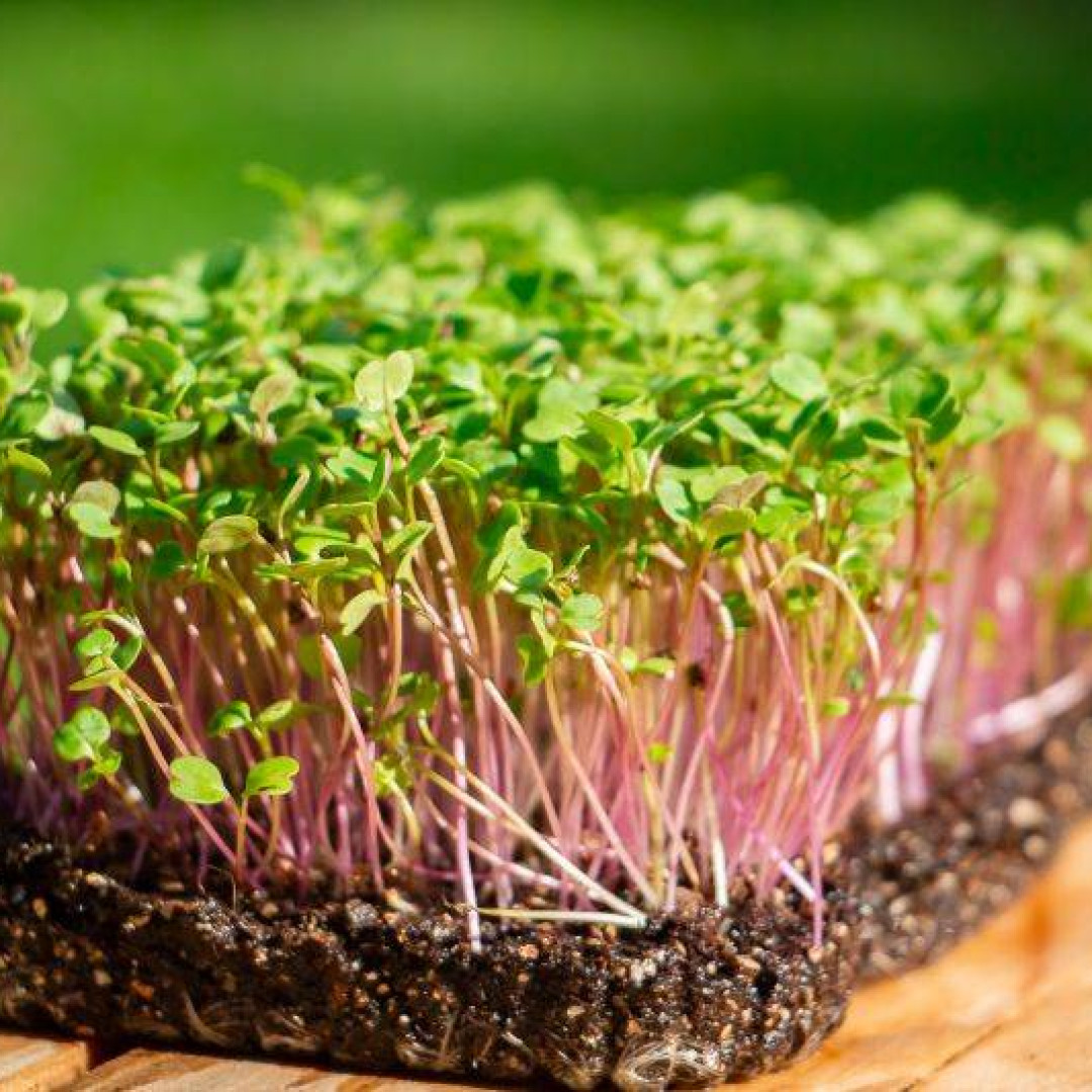 Microgreen Rabanete Verde BeGreen - 100g